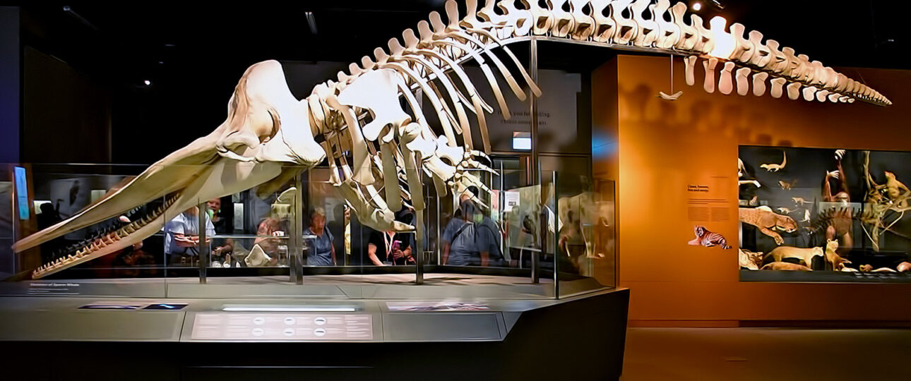 Skeleton of a majestic sperm whale at the Lee Kong Chian Natural History Museum