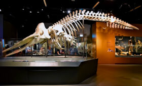 Skeleton of a majestic sperm whale at the Lee Kong Chian Natural History Museum