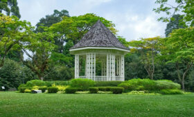 Lush greenery at the Singapore Botanic Gardens.