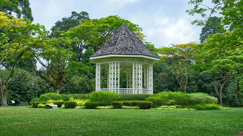 Lush greenery at the Singapore Botanic Gardens.