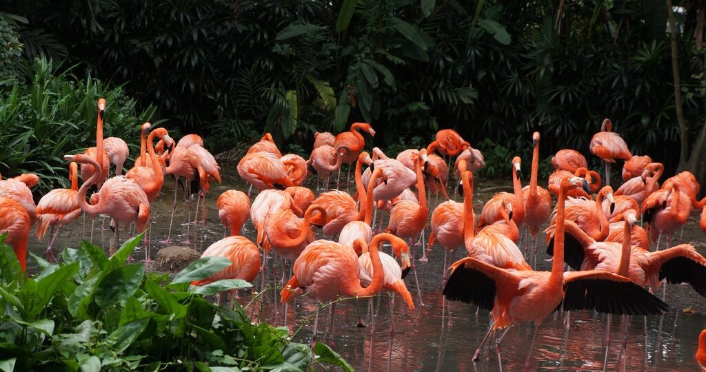 Jurong Bird Park