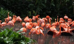 Jurong Bird Park