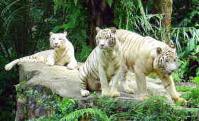 White Tigers at Singapore Zoo